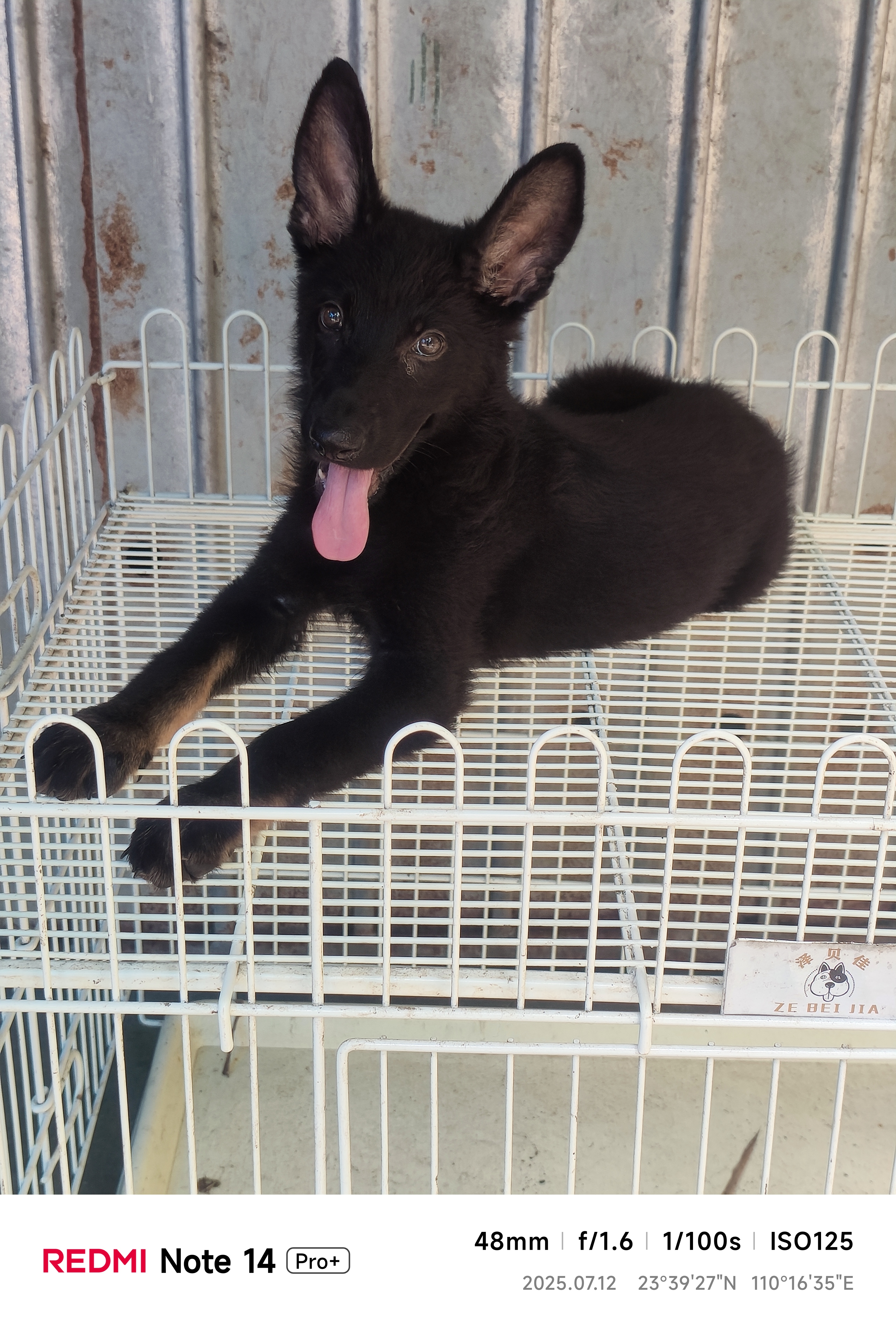东德牧羊犬
